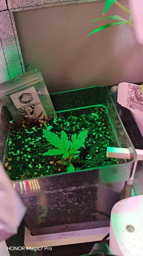 Stealth Micro Grow Schrank. Week 2