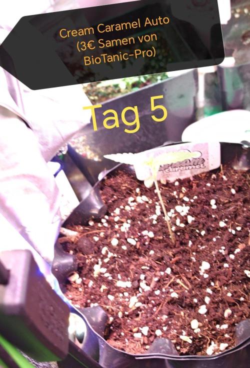 Stealth Micro Grow Schrank. Week 2
