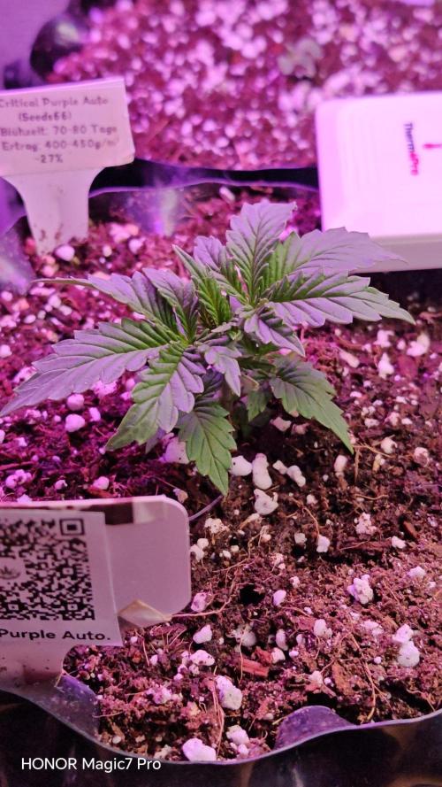 Stealth Micro Grow Schrank. Week 2