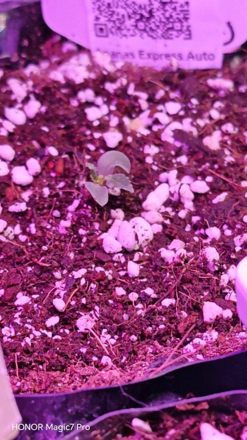 Stealth Micro Grow Schrank. Week 2