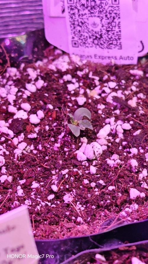 Stealth Micro Grow Schrank. Week 2