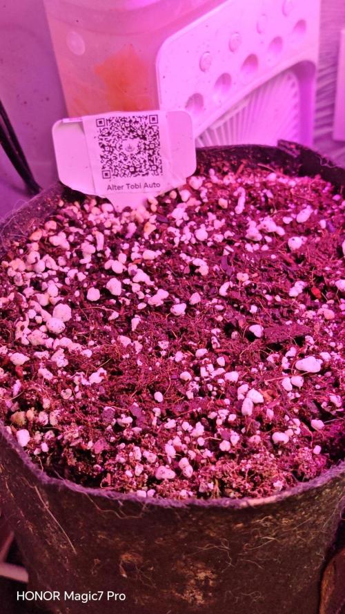Stealth Micro Grow Schrank. Week 2