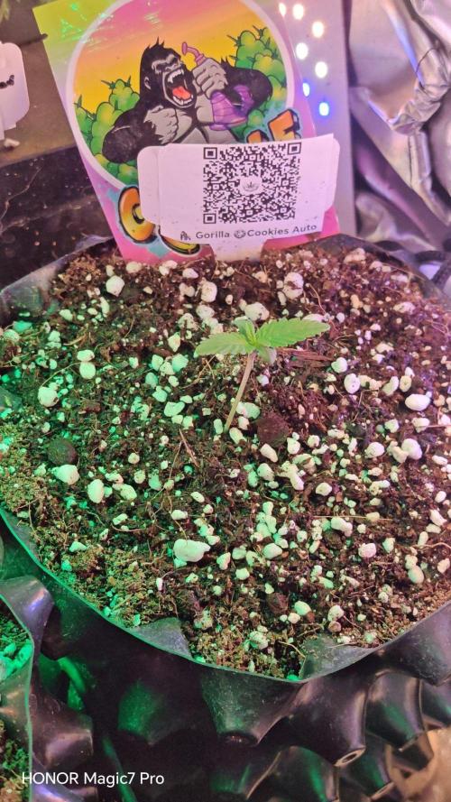 Stealth Micro Grow Schrank. Week 2
