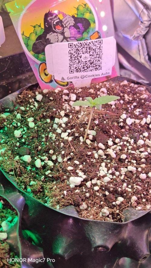 Stealth Micro Grow Schrank. Week 2