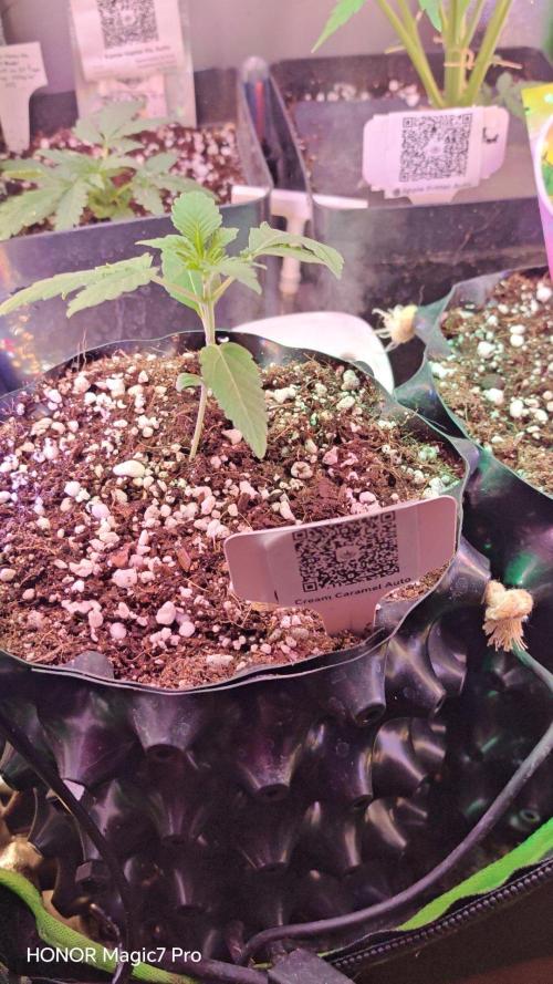 Stealth Micro Grow Schrank. Week 2