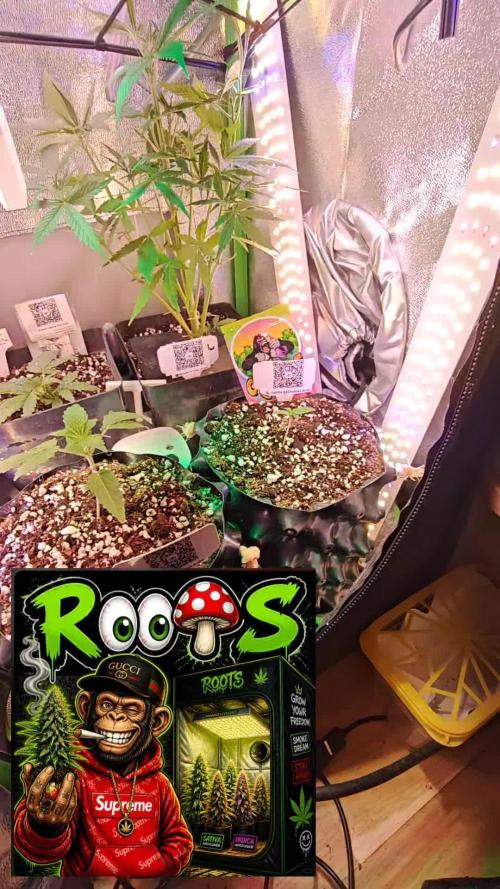 Stealth Micro Grow Schrank