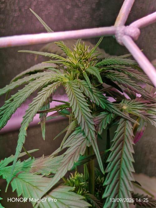 Zelt ⛺. Week 6