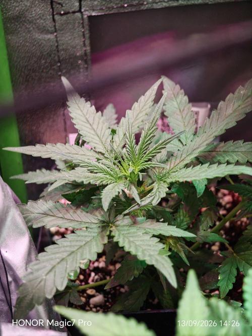 Zelt ⛺. Week 6