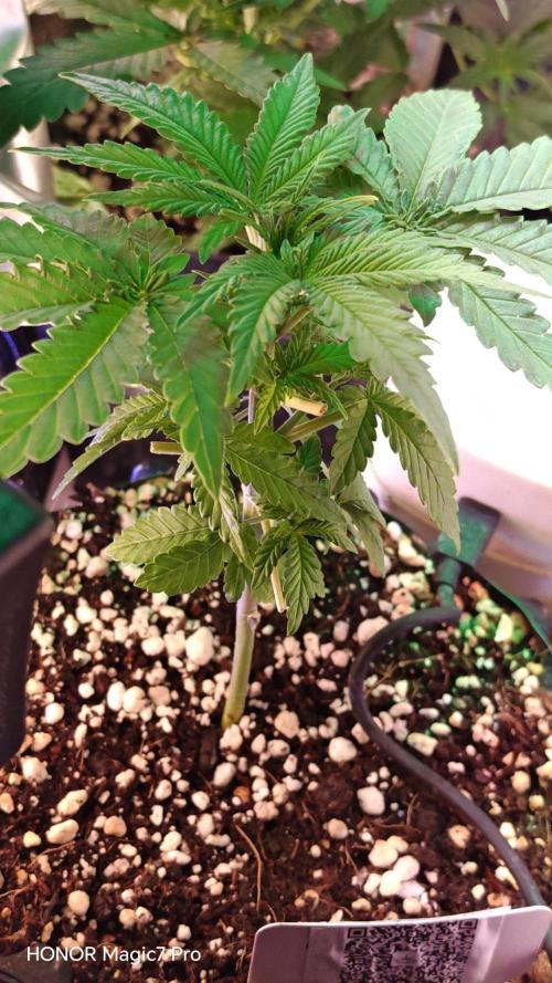 Stealth Micro Grow Schrank. Week 3