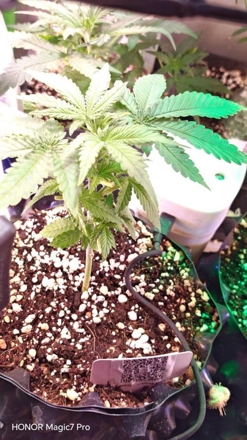 Stealth Micro Grow Schrank. Week 3