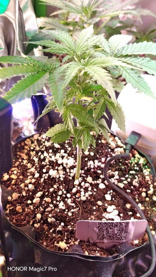 Stealth Micro Grow Schrank. Week 3