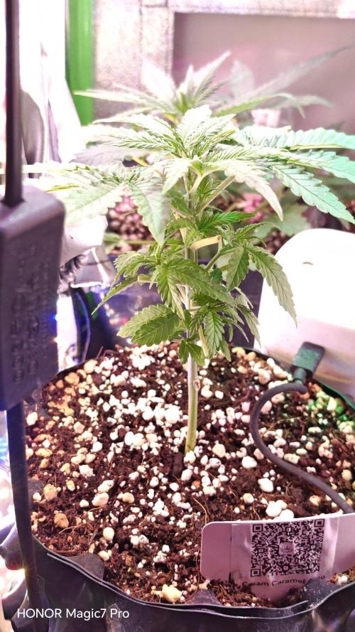 Stealth Micro Grow Schrank. Week 3