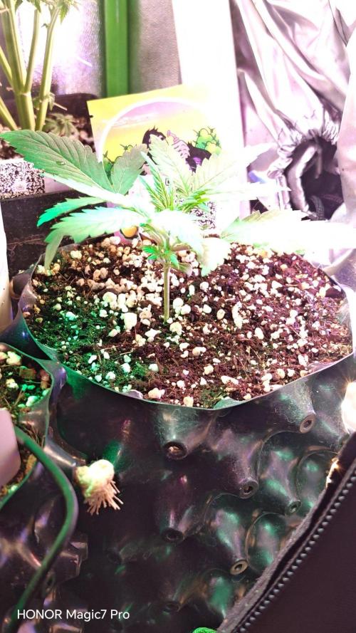 Stealth Micro Grow Schrank. Week 3