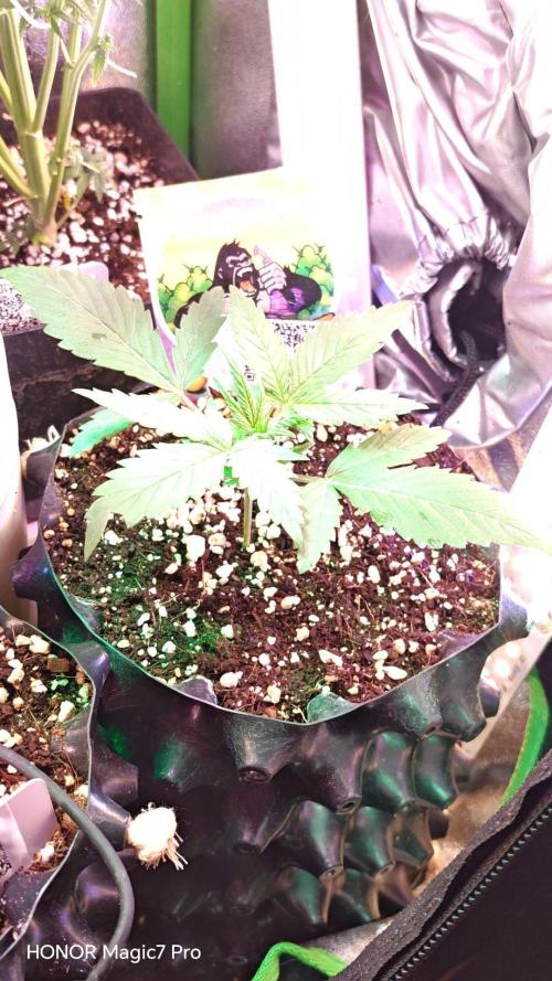 Stealth Micro Grow Schrank. Week 3