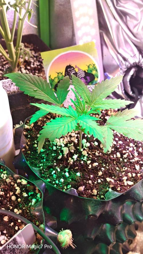 Stealth Micro Grow Schrank. Week 3