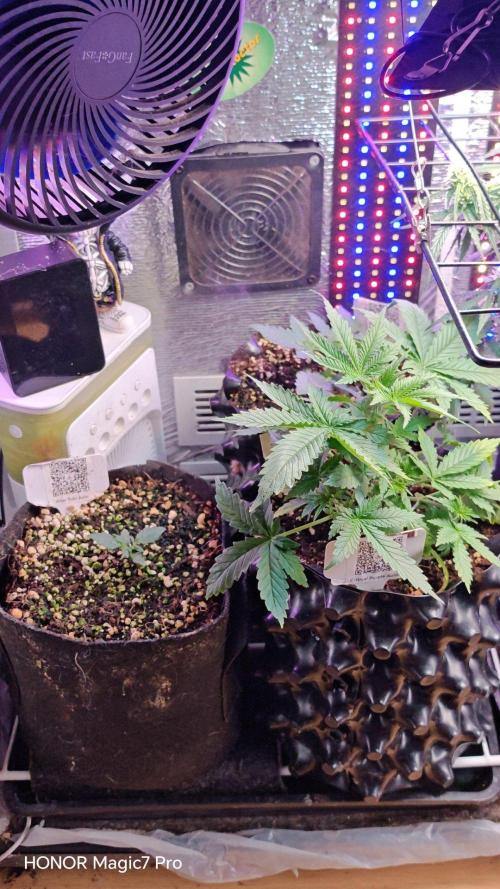 Stealth Micro Grow Schrank. Week 3