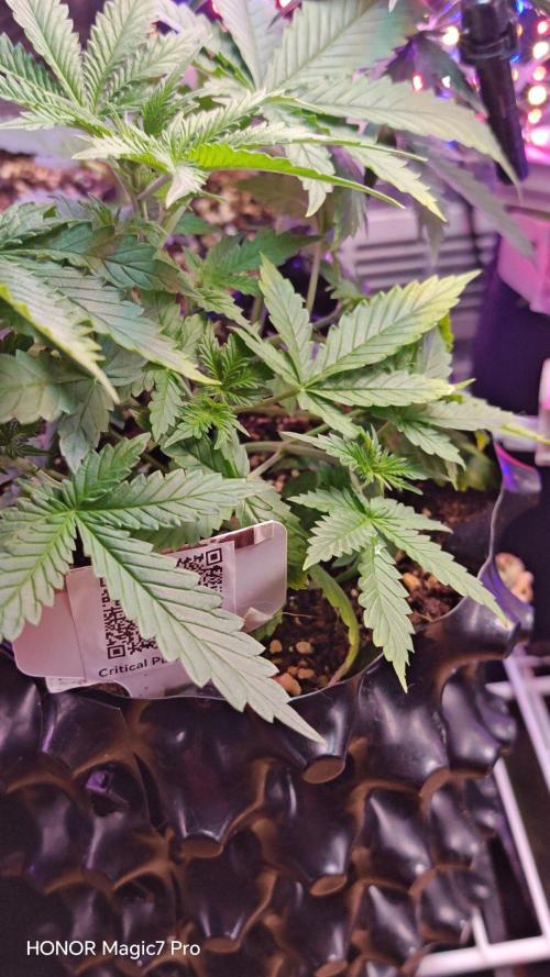 Stealth Micro Grow Schrank. Week 3
