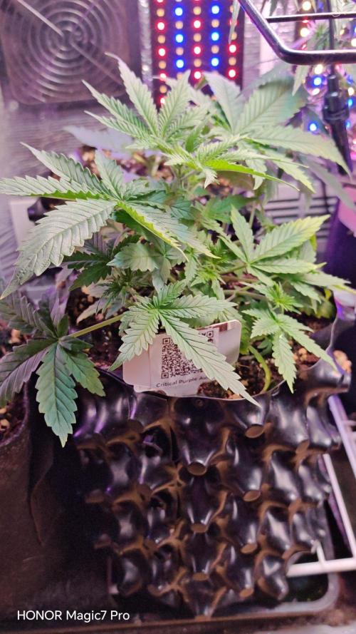 Stealth Micro Grow Schrank. Week 3