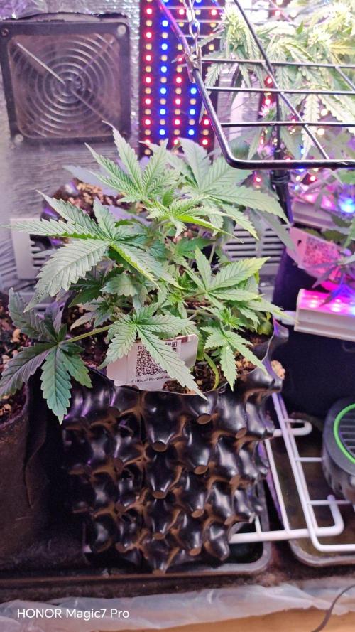 Stealth Micro Grow Schrank. Week 3