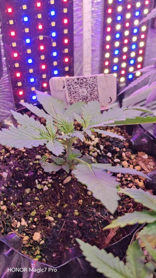 Stealth Micro Grow Schrank. Week 3
