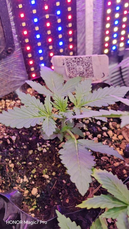 Stealth Micro Grow Schrank. Week 3