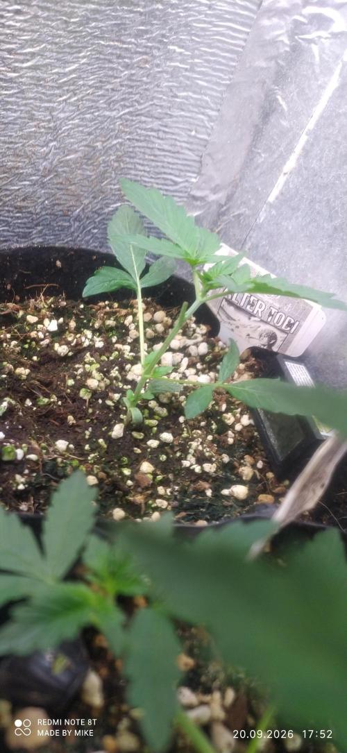 Stealth Micro Grow Schrank. Week 4