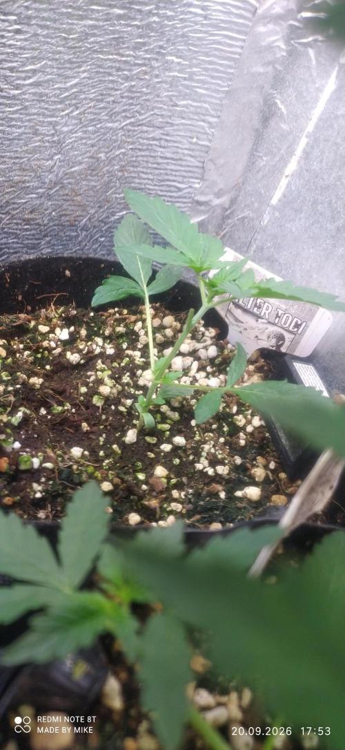 Stealth Micro Grow Schrank. Week 4