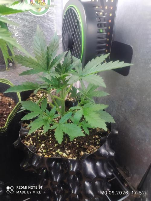 Stealth Micro Grow Schrank. Week 4