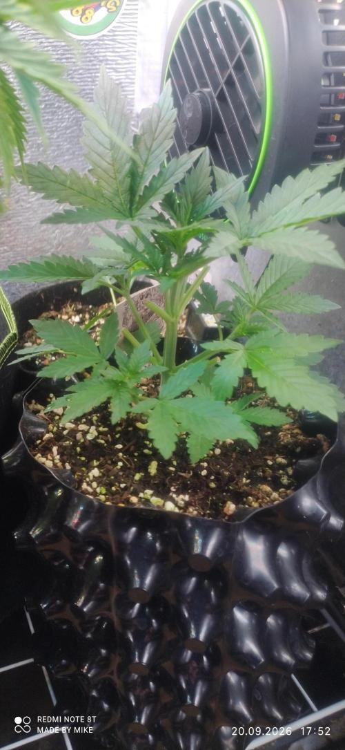 Stealth Micro Grow Schrank. Week 4