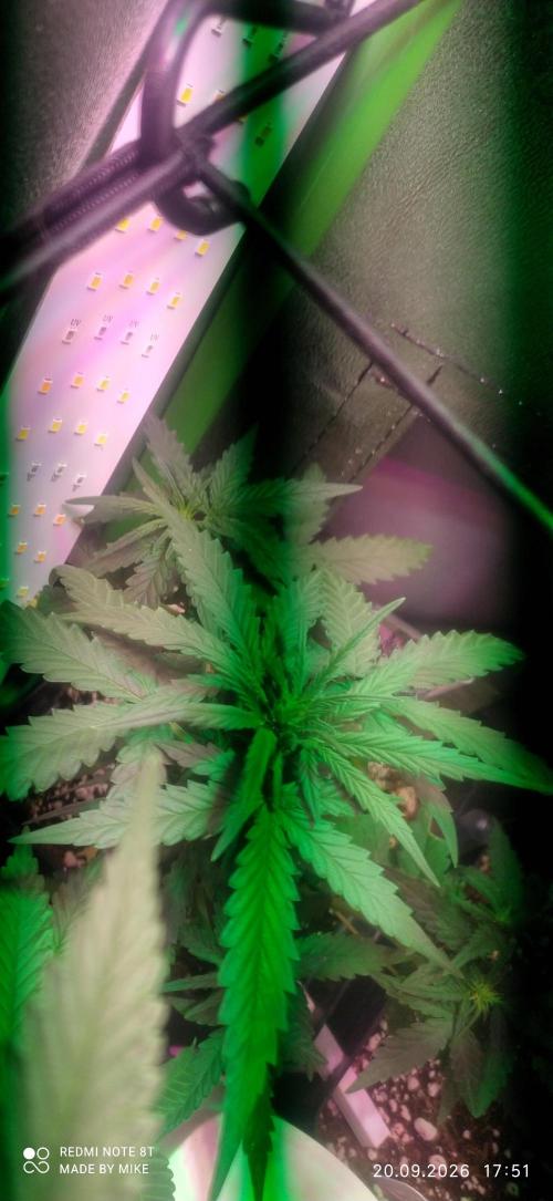 Stealth Micro Grow Schrank. Week 4