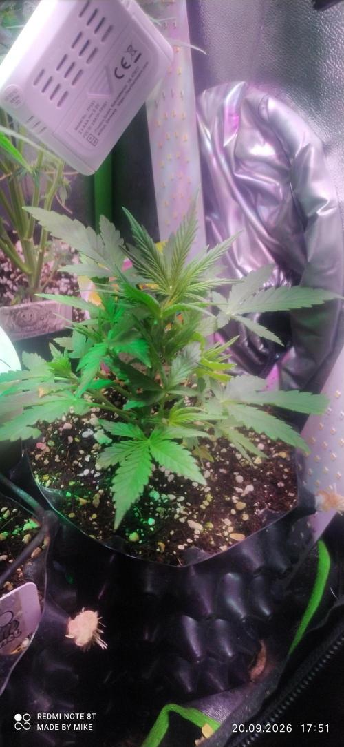 Stealth Micro Grow Schrank. Week 4