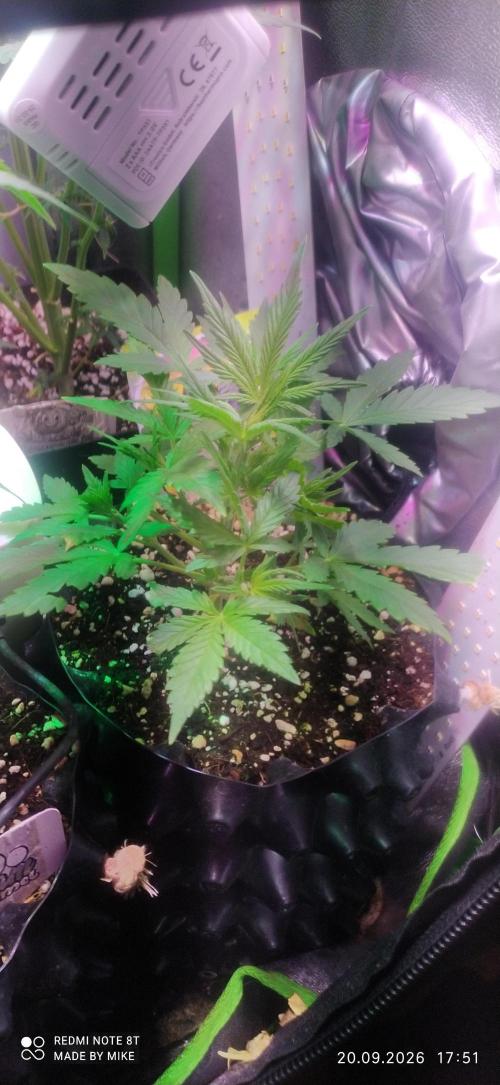 Stealth Micro Grow Schrank. Week 4