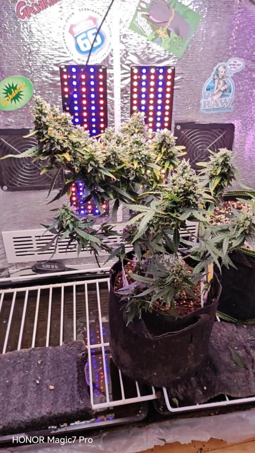 Zelt ⛺. Week 8 - 🍋 Lemon 🍒 Cherry 🍦 Gelato Auto 
(1€ Samen von Hanfsamen.at)