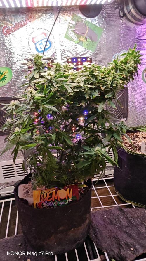 Zelt ⛺. Week 8 - 🍋 Lemon 🍒 Cherry 🍦 Gelato Auto 
(1€ Samen von Hanfsamen.at)