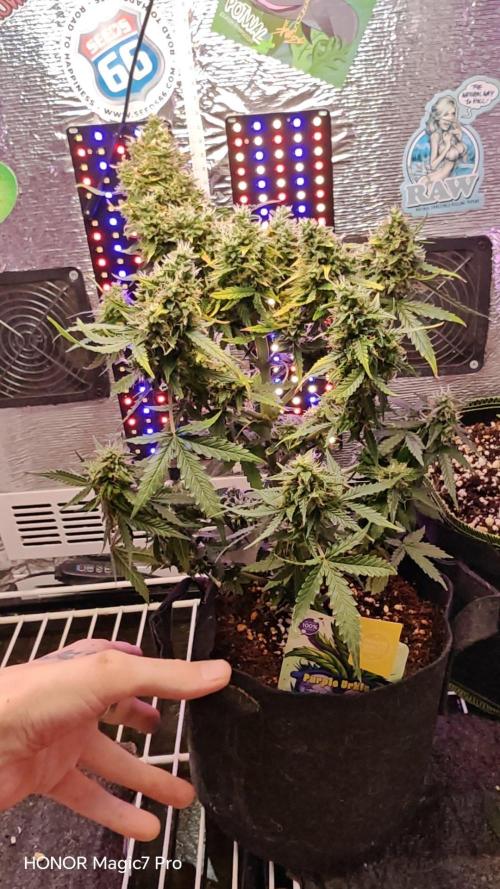 Zelt ⛺. Week 8 - 🍋 Lemon 🍒 Cherry 🍦 Gelato Auto 
(1€ Samen von Hanfsamen.at