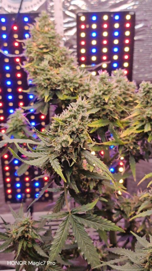Zelt ⛺. Week 8 - 🍋 Lemon 🍒 Cherry 🍦 Gelato Auto 
1€ Samen von Hanfsamen.at 
