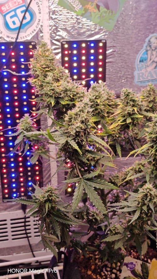 Zelt ⛺. Week 8 - 🍋 Lemon 🍒 Cherry 🍦 Gelato Auto 
1€ Samen von Hanfsamen.at