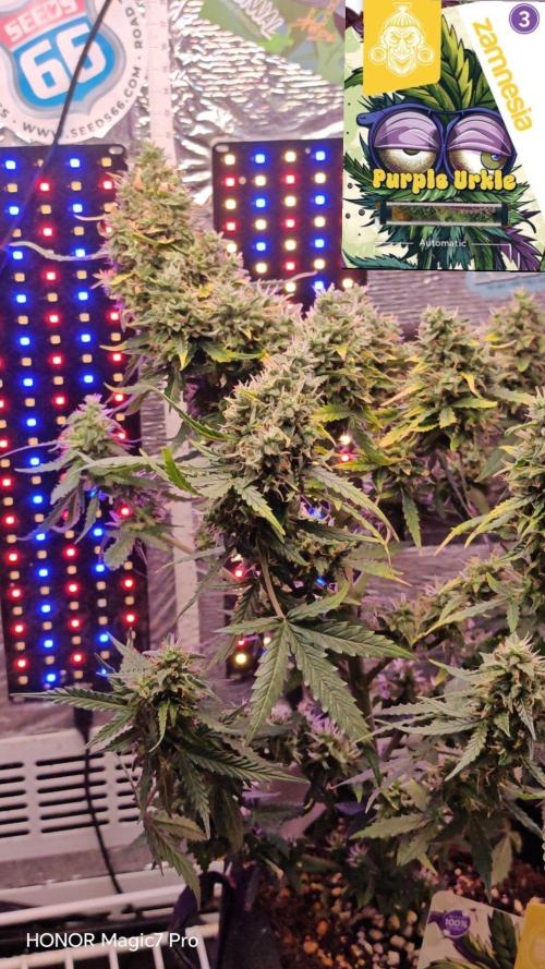 Zelt ⛺. Week 8 - Purple Urkle Auto 
Zamnesia Seeds 