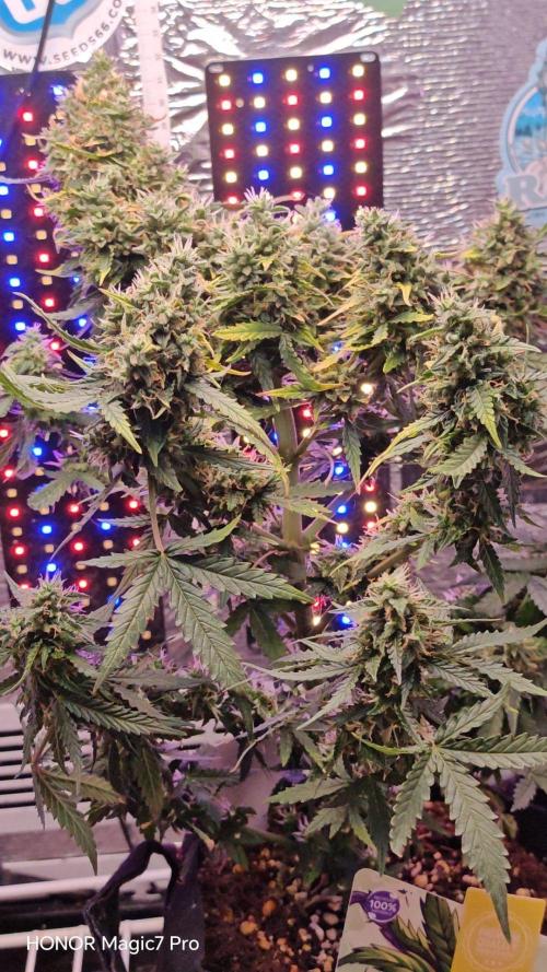 Zelt ⛺. Week 8 - Purple Urkle Auto Zamnesia Seeds 