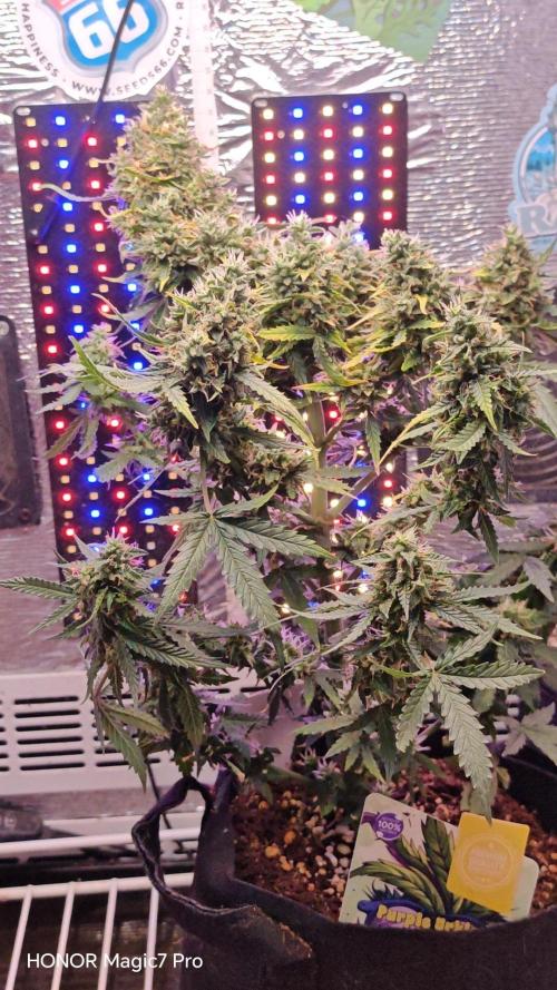 Zelt ⛺. Week 8 - Purple Urkle Auto 
Zamnesia Seeds 