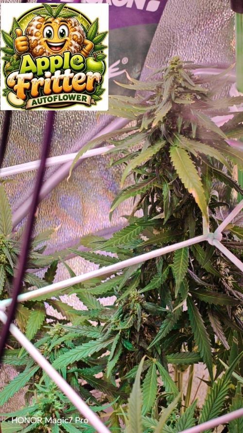 Zelt ⛺. Week 8 - 🍎 Apple Fritter Auto 
(1€ Samen von Hanfsamen.at)