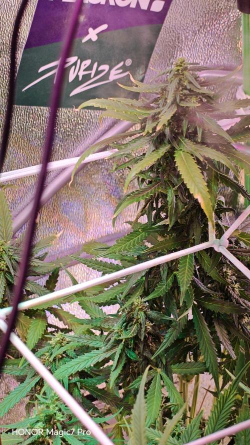 Zelt ⛺. Week 8 - 🍎 Apple Fritter Auto 
(1€ Samen von Hanfsamen.at)