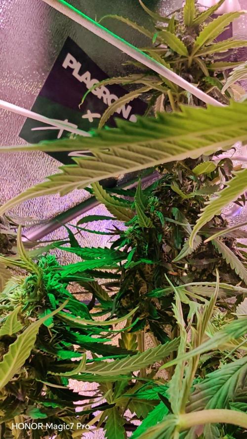 Zelt ⛺. Week 8 - 🍎 Apple Fritter Auto 
(1€ Samen von Hanfsamen.at)