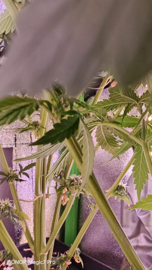 Zelt ⛺. Week 8 - 🍎 Apple Fritter Auto 
(1€ Samen von Hanfsamen.at)