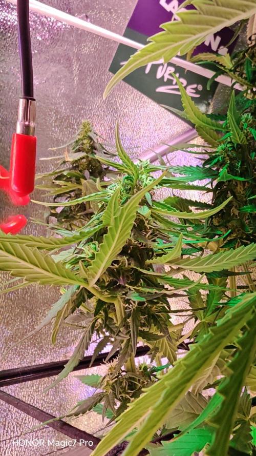 Zelt ⛺. Week 8 - 🍎 Apple Fritter Auto 
(1€ Samen von Hanfsamen.at)
