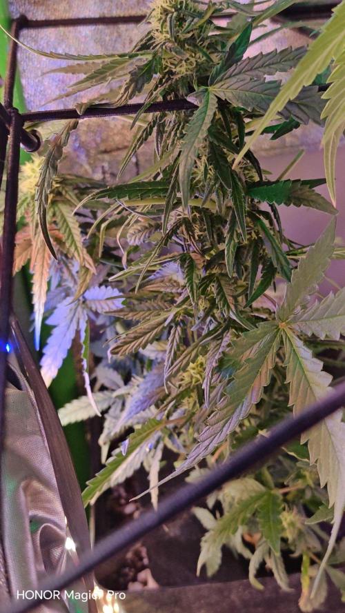 Zelt ⛺. Week 8 - Kame Hame Ha Auto V-Buds 