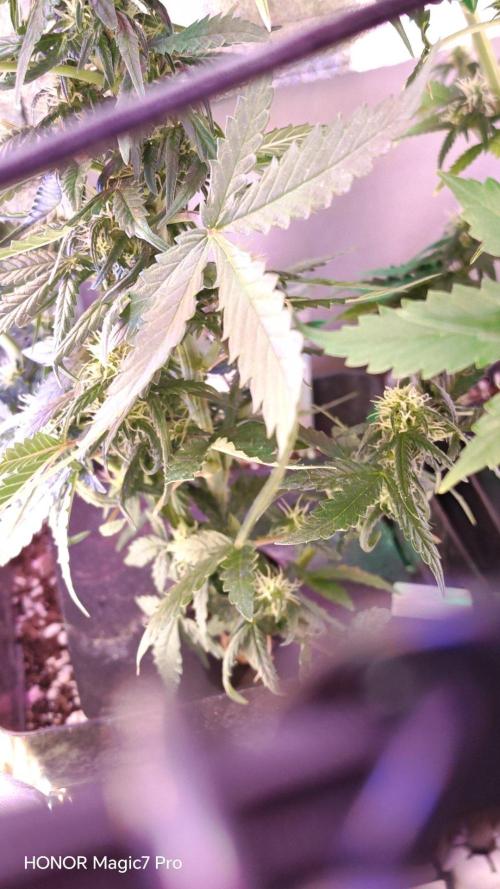 Zelt ⛺. Week 8 - Kame Hame Ha Auto V-Buds 