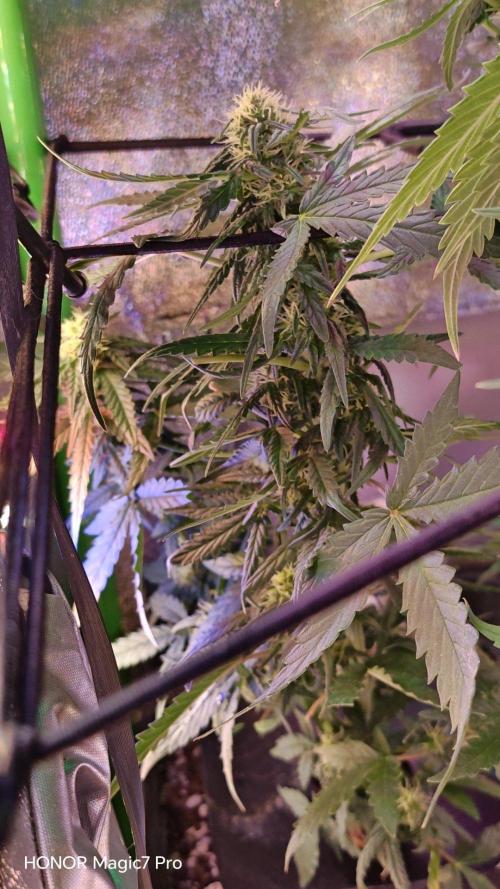 Zelt ⛺. Week 8 - Kame Hame Ha Auto V-Buds 