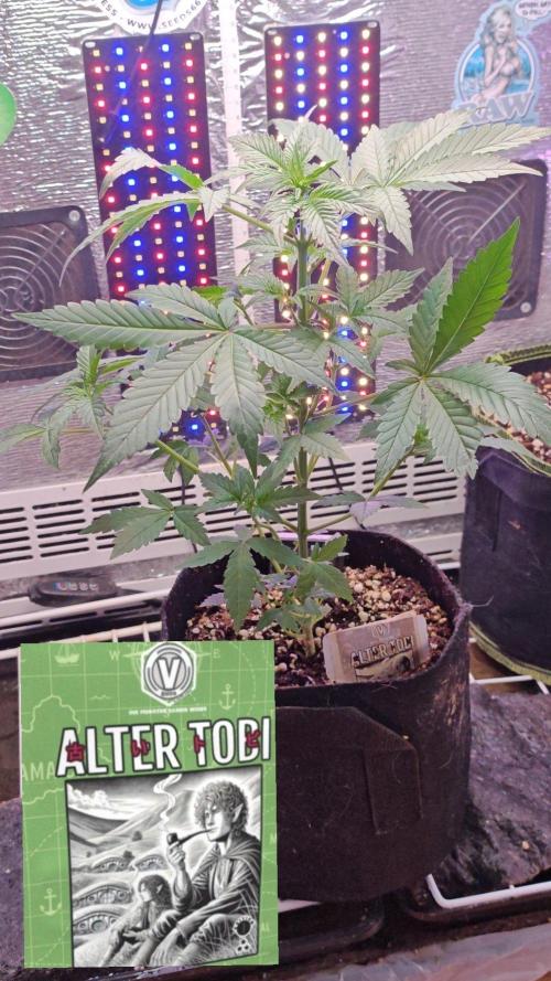Stealth Micro Grow Schrank. Week 5 - Alter Tobi Auto 
V-Buds 