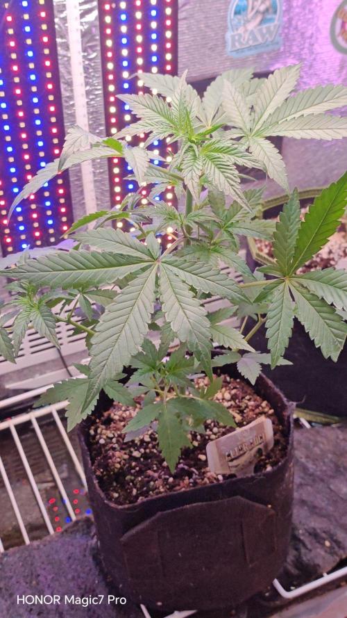 Stealth Micro Grow Schrank. Week 5 - Alter Tobi Auto 
V-Buds 